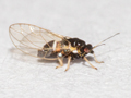 Trioza galii